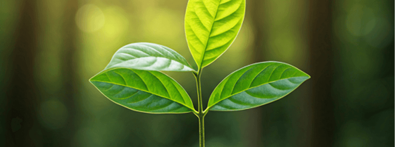 Sustainability